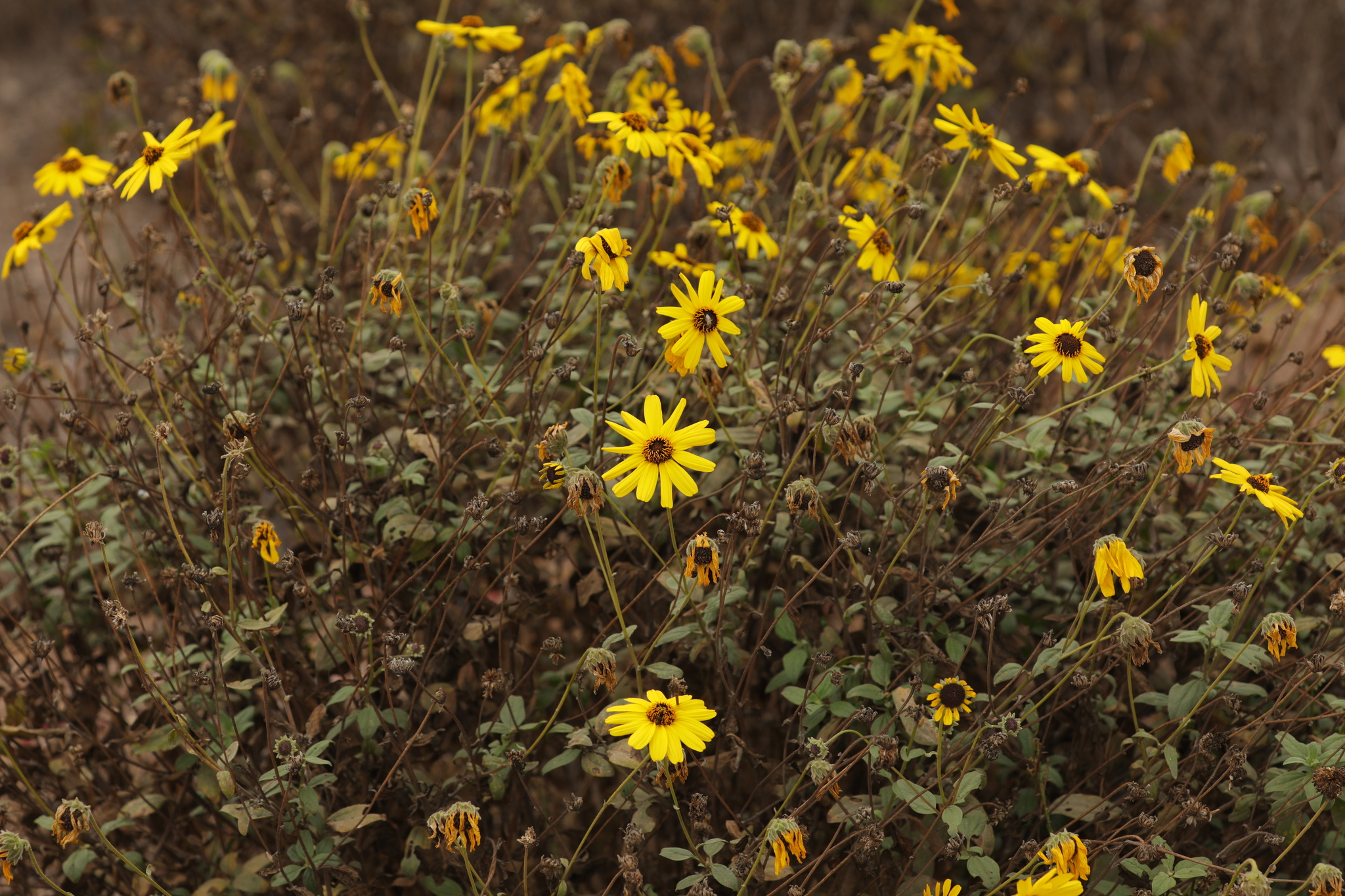 Girasol